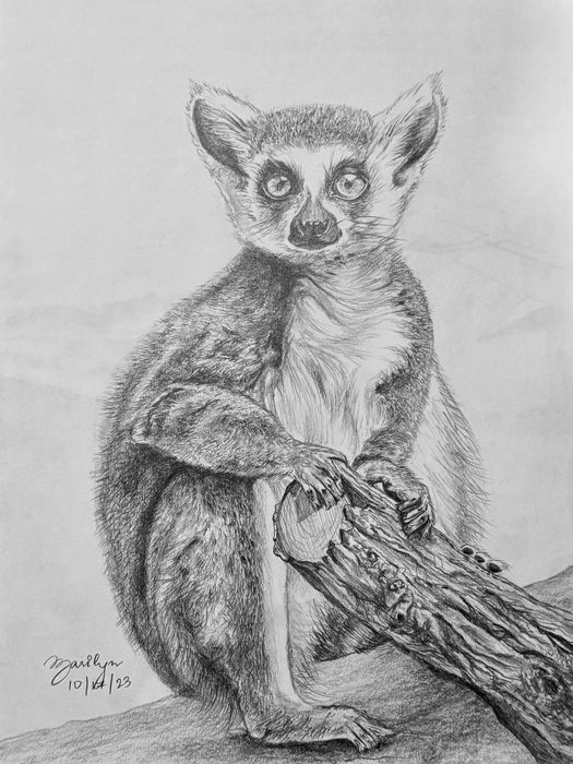Ring-tailed Lemur (pencil)