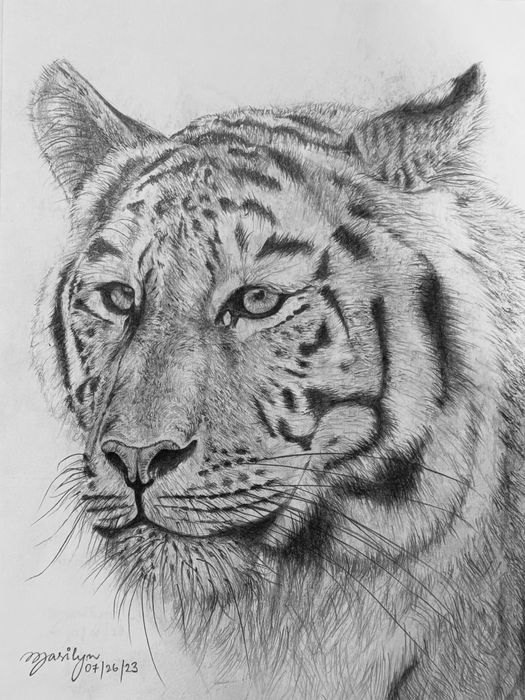 Tiger (pencil)